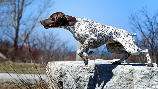 Немецкая охотничья собака Курцхаар
