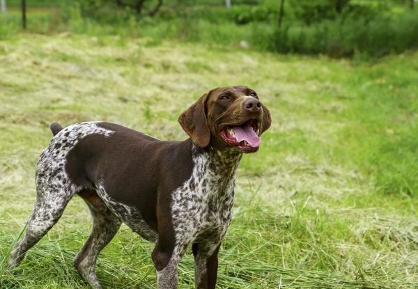 Курцхаар мини