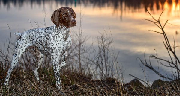 Курцхаар собака