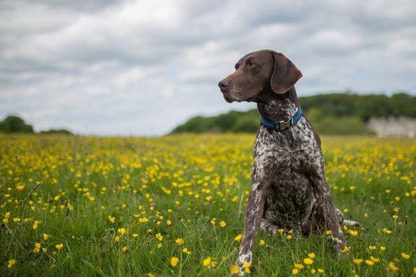 Сеттер Пойнтер Курцхаар