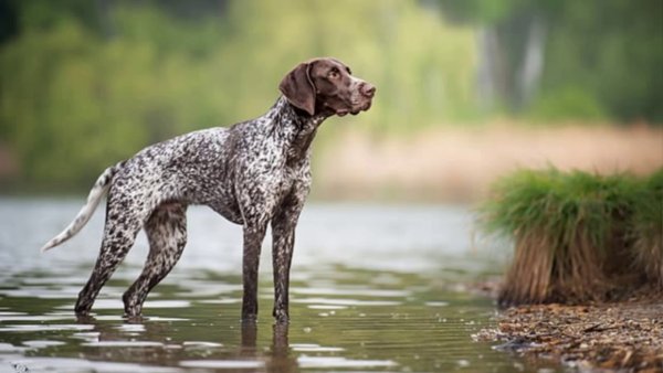 Курцхаар собака
