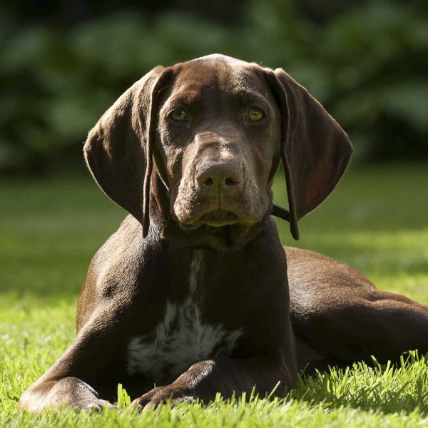 Курцхаар гладкошерстный