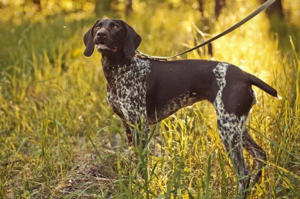 Немецкий Пойнтер Курцхаар