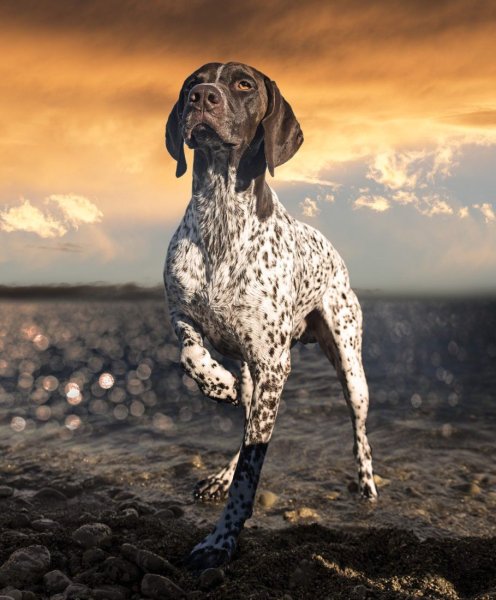 Немецкий Пойнтер Курцхаар