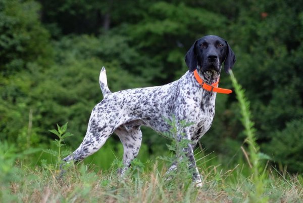 Курцхаар со спаниелем