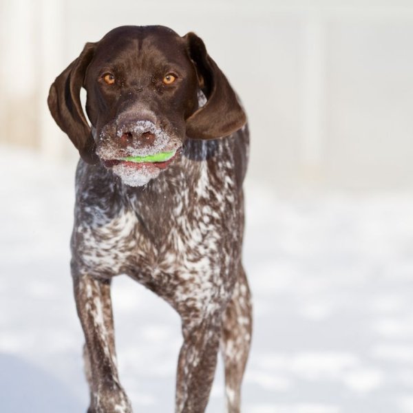 Курцхаар карликовый