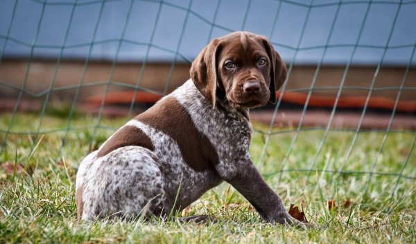 Немецкий Курцхаар коричневый