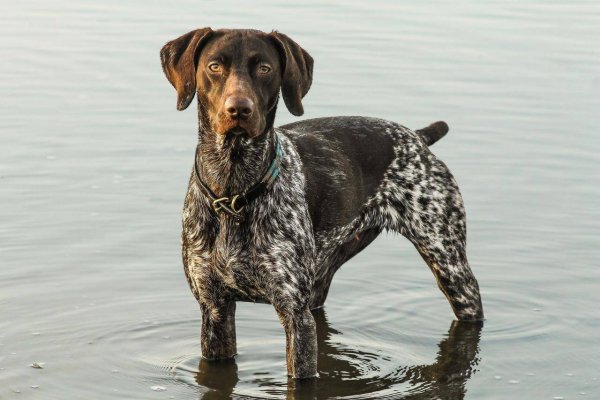 Легавая Курцхаар