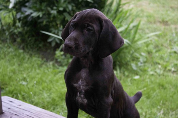 Курцхаар собака