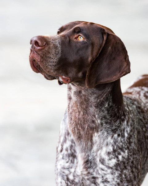Немецкий Пойнтер Курцхаар (немецкая короткошёрстная легавая)