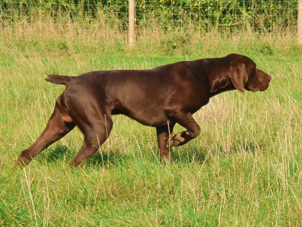 Немецкая короткошерстная легавая Курцхаар
