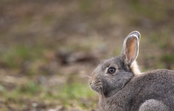 Картинки кролик серый (48 фото)