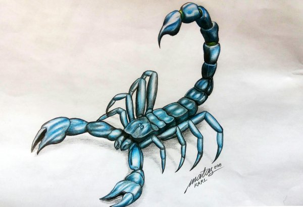 Скорпион рисунок