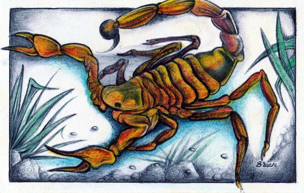 Краска Скорпион