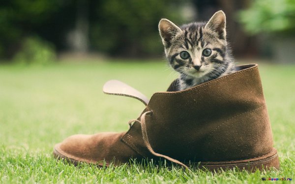 Котята в ботинке