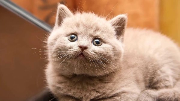 Котенок на ноутбуке