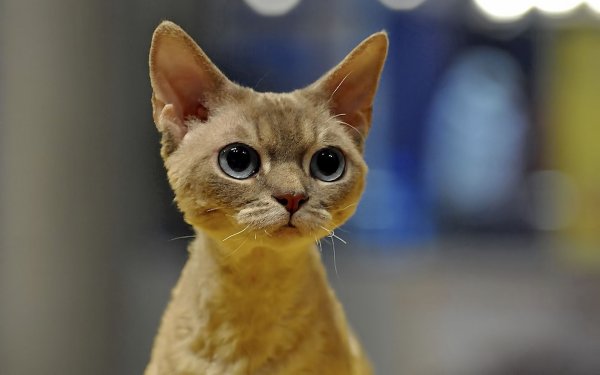Любых котов