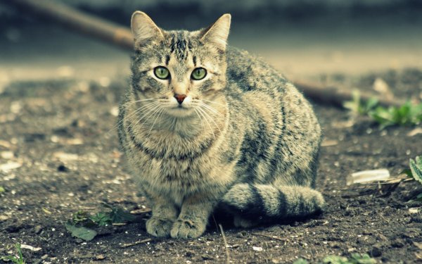 Felis Silvestris catus
