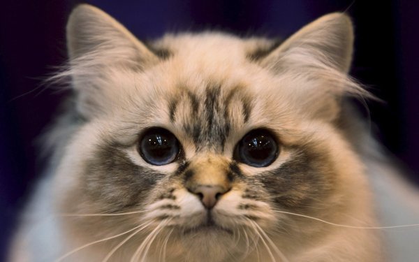 Мордочка котенка