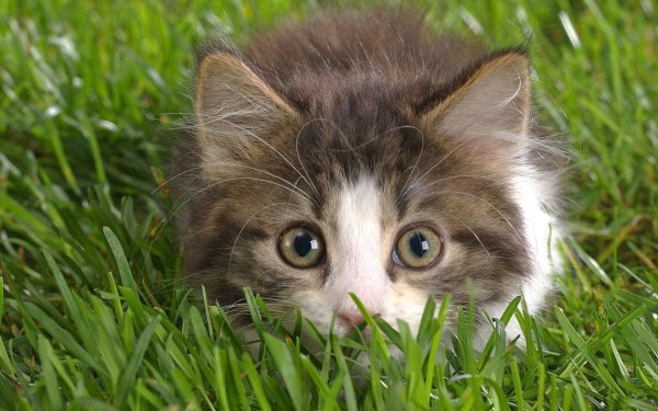 Милые котята