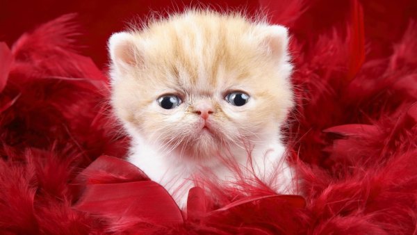 Обои на рабочий стол котята