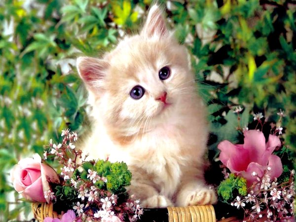 Красивые котики