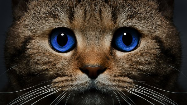 Красивые коты