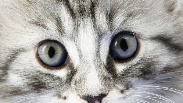 Мордочка котенка