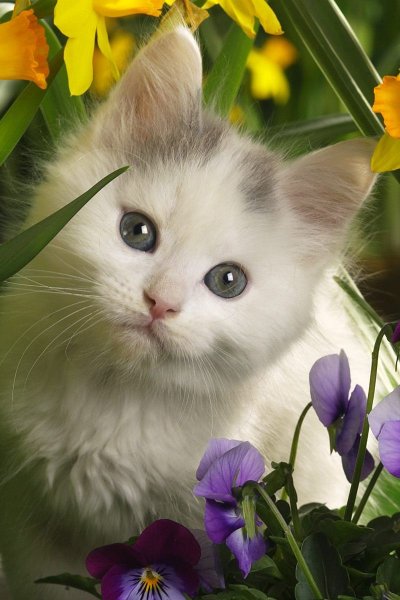 Красивые котята