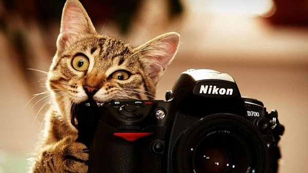 Кот с фотоаппаратом