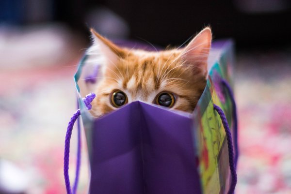 Милые котики