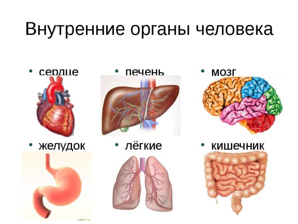 Внутренние органы человека