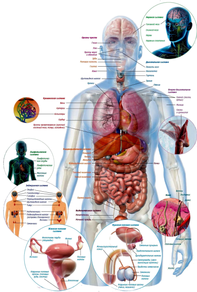 Схема расположения органов человека в брюшной полости