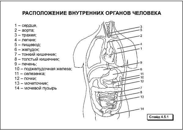 Органы человека расположение в картинках сбоку