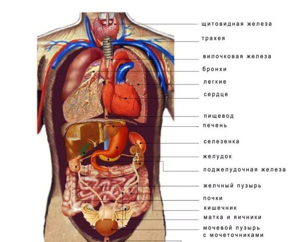 Показать расположение внутренних органов человека спереди