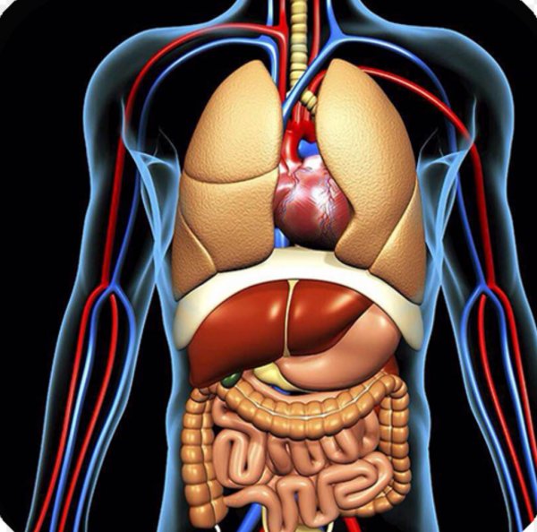 Анатомия человека расположение органов