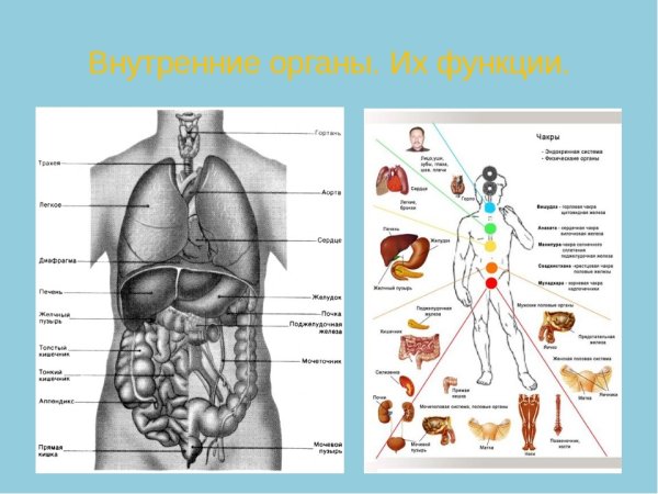 Строение органов человека мужчины спереди