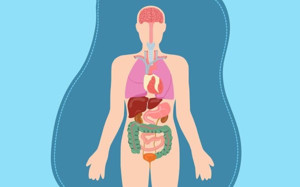 Органы человека