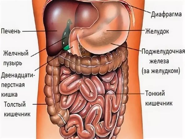 Строение внутренних органов человека брюшная полость мужчины
