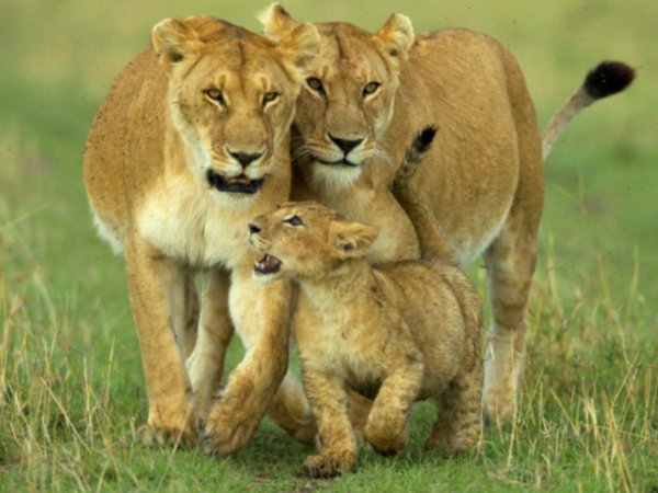 Семья животных