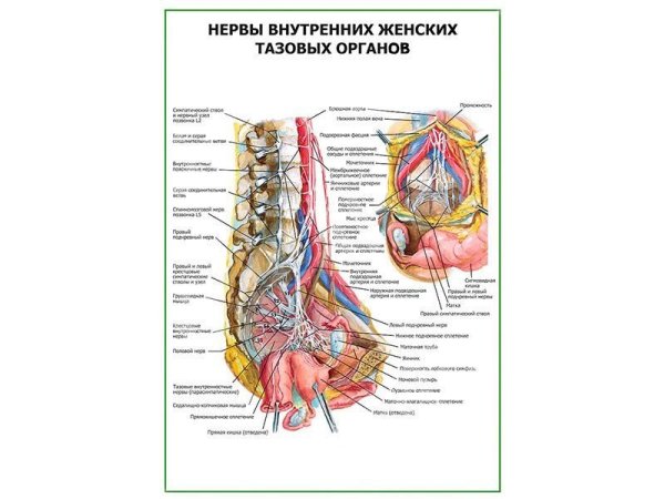Неттер атлас таза нервы