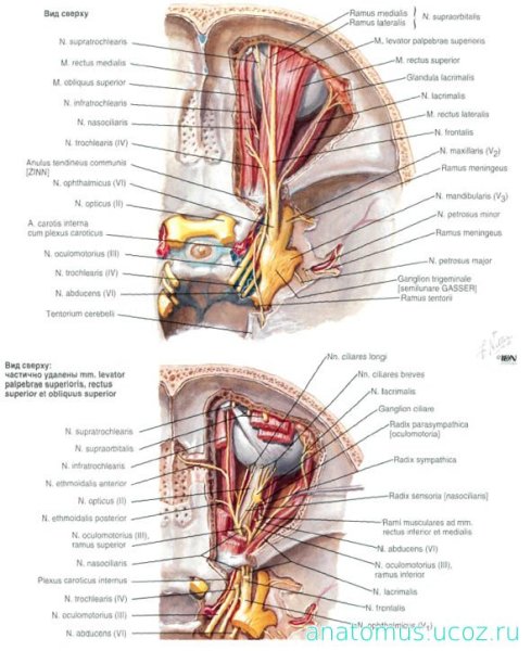 Plexus lumbalis анатомия