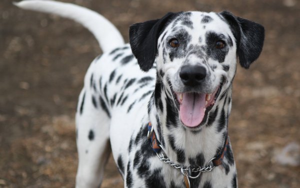 Порода собак Далматин