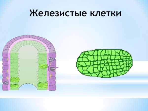 Строение железистой клетки гидры