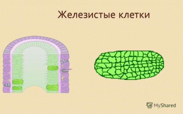 Пищеварительно мускульные клетки гидры