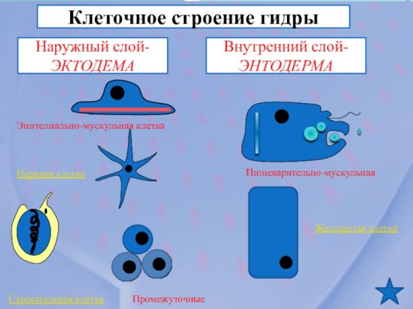 Пищеварительно мускульные клетки энтодермы