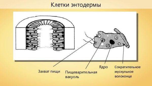 Строение кожно мускульной клетки гидры