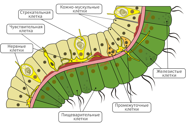 Строение пищеварительной мускульной клетки гидры