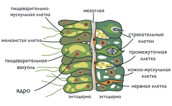 Пищеварительно мускульные клетки гидры
