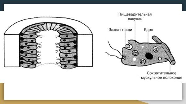 Пищеварительно мускульные клетки гидры